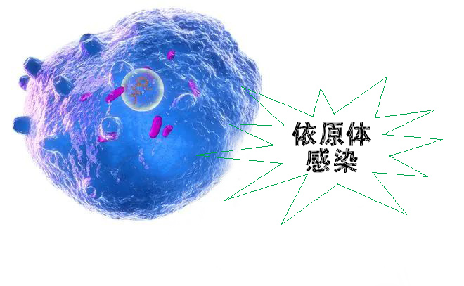 怎么不知不覺就感染了沙眼依原體呢？